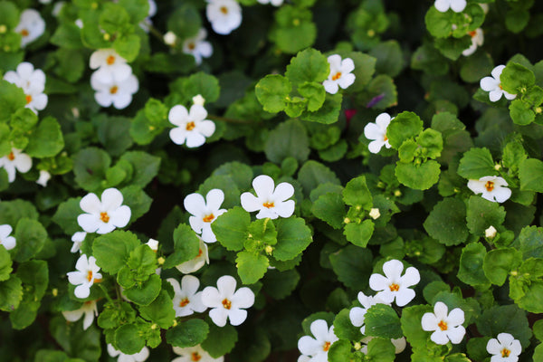 Bacopa: Health Benefits and Uses