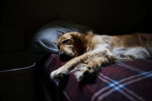 Kick The Cat And Dog Out Of Bed And Other Myths For Better Sleep