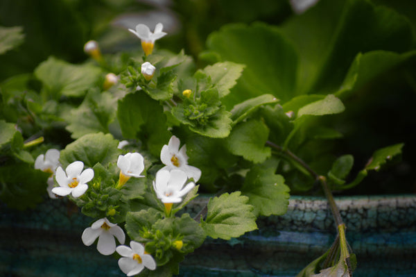 Bacopa - What Is This Strange New Herb And Why It's Perfect For Your Skin