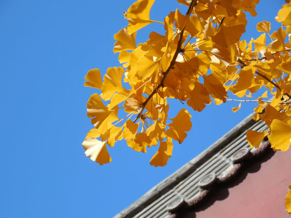 The Number One Thing Gingko Does For Your Mind