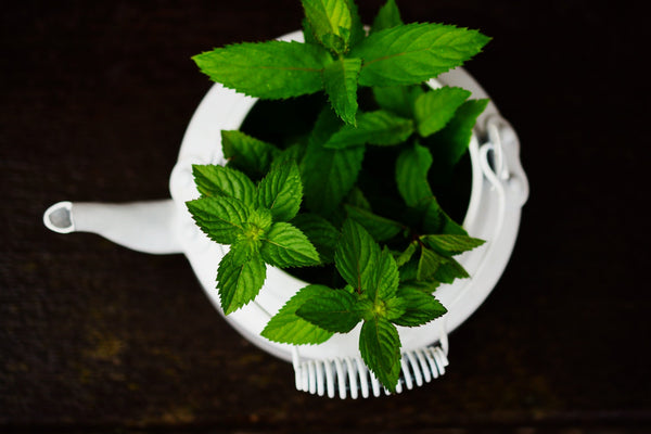 Peppermint Extract vs. Peppermint Oil: What’s the Difference?